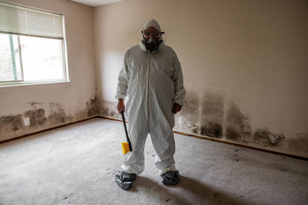 Best Toxic Mold Removal  in Ormond Beach, FL